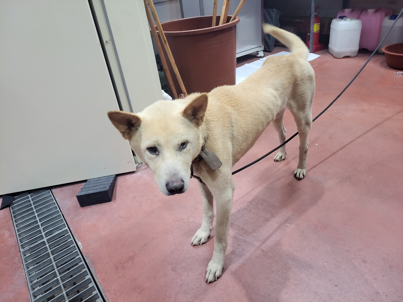 고양시동물보호센터_441394202402336